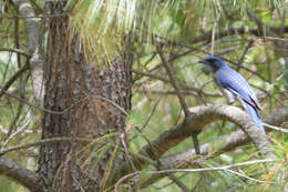 Image of Transvolcanic Jay