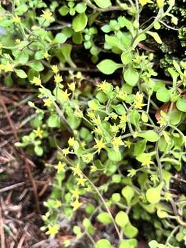 Image of Sedum stellariifolium Franch.