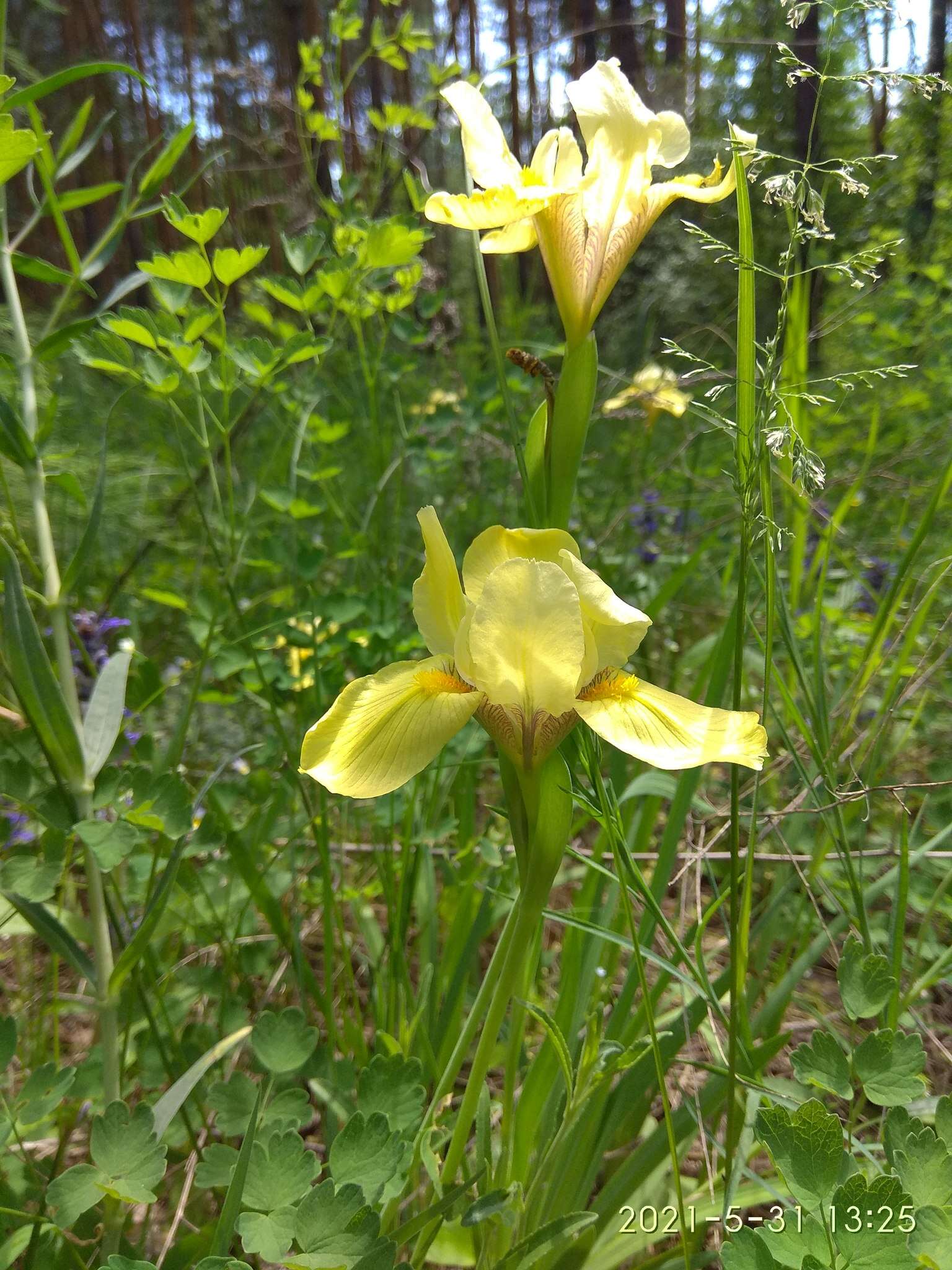 Plancia ëd Iris arenaria Waldst. & Kit.