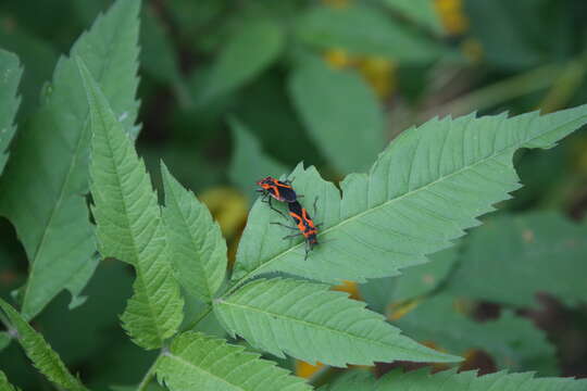 Image of False Milkweed Bug