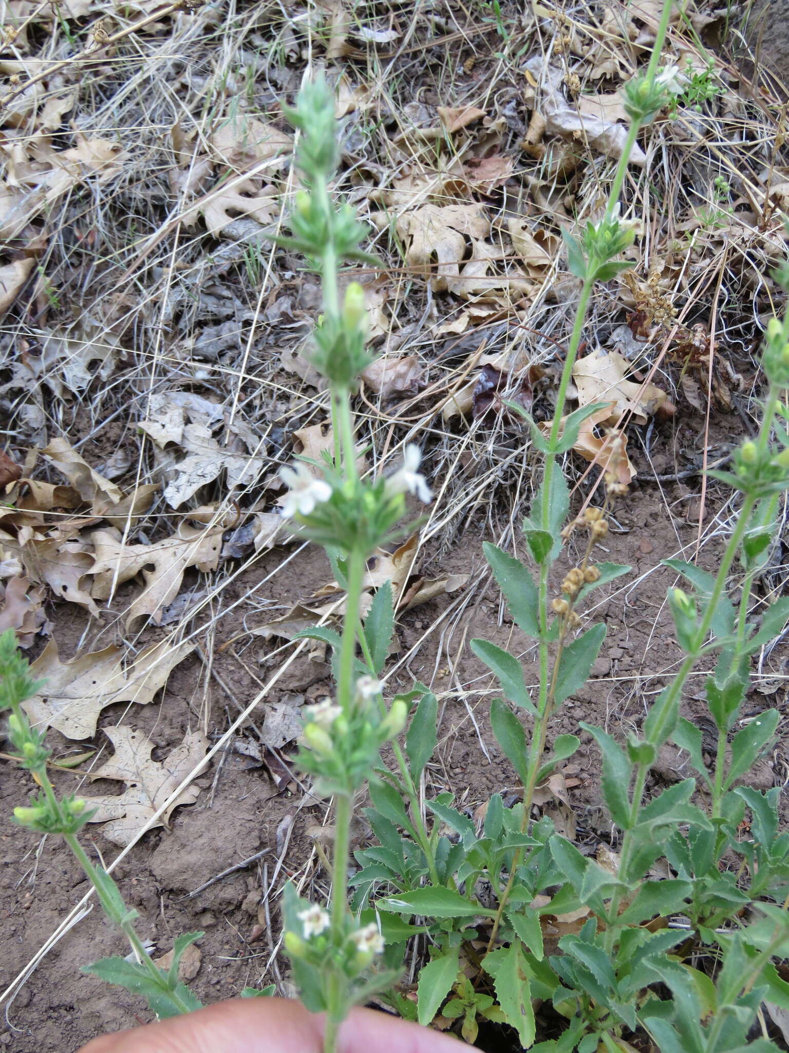 Image of Susanville beardtongue