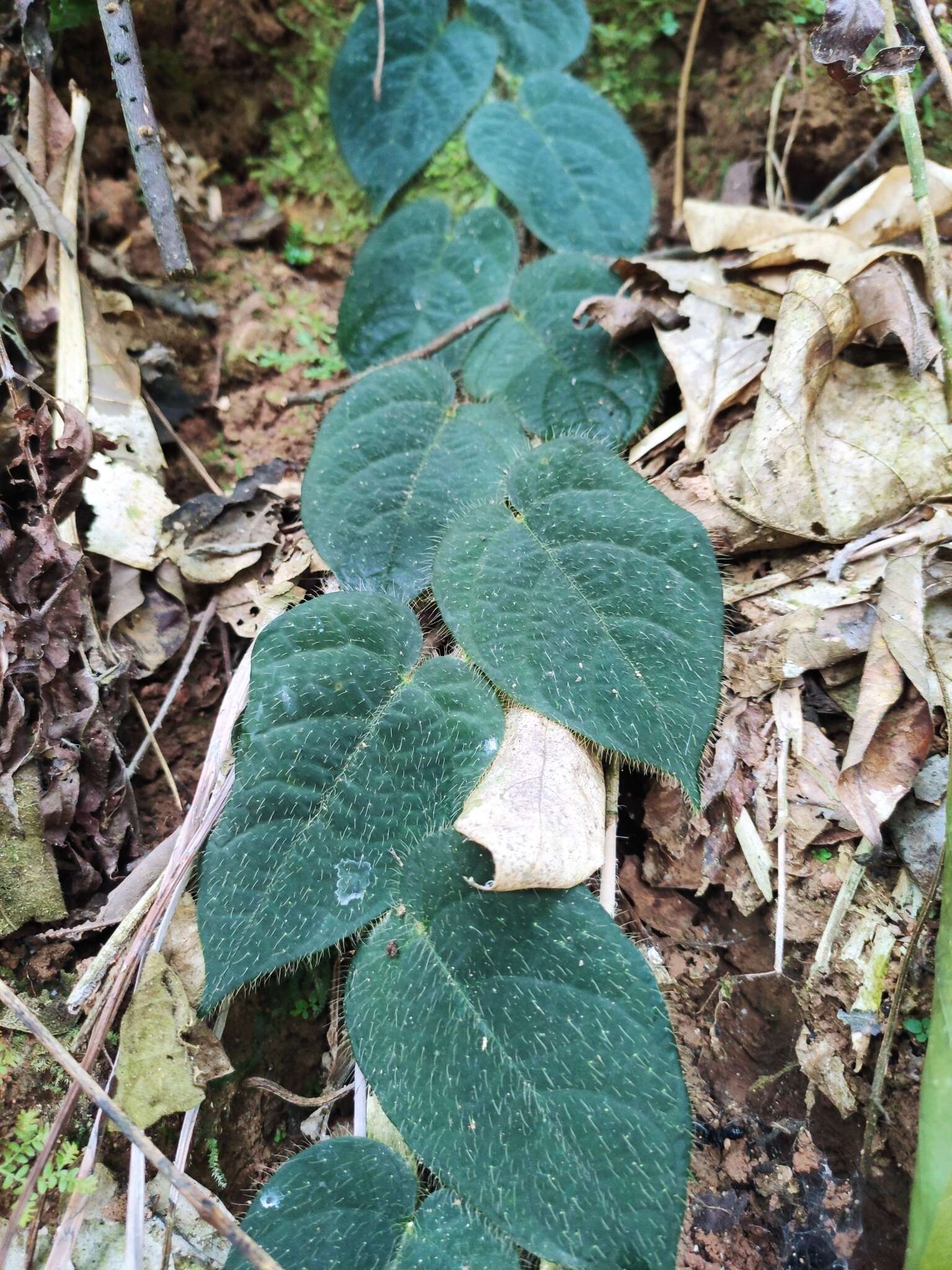 Image de Ficus villosa Bl.