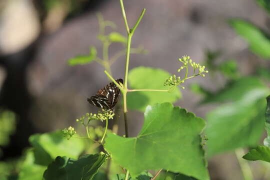 Image of <i>Neptis andetria</i>