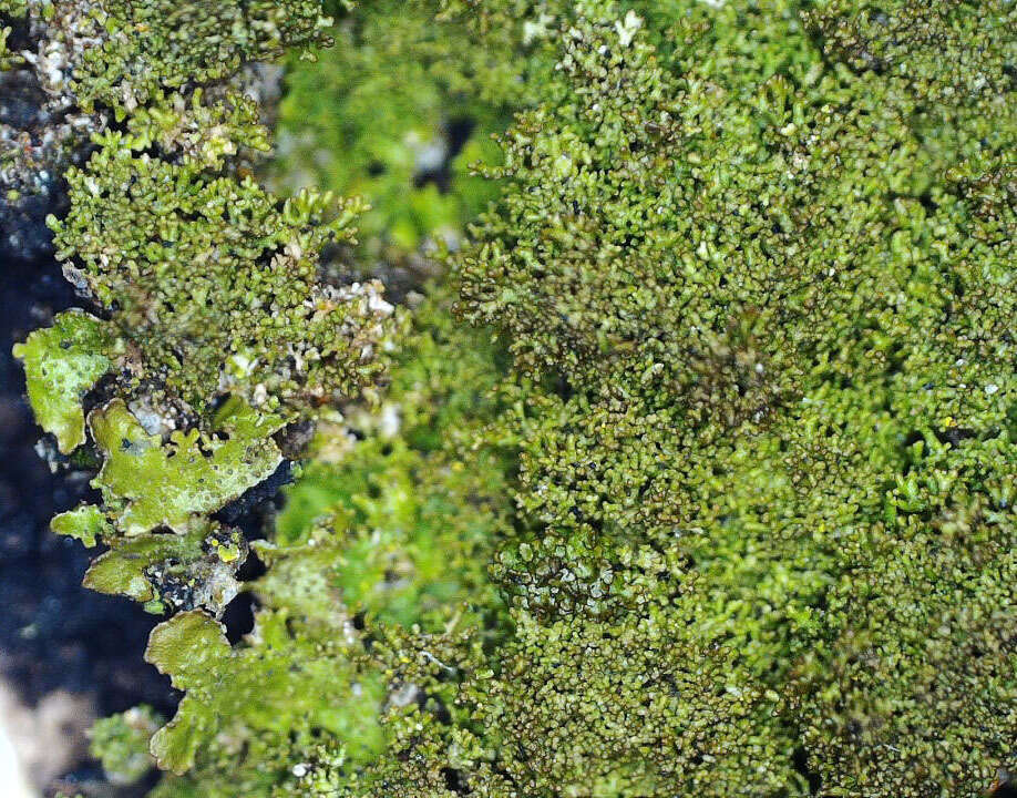 Image of Elegant camouflage lichen