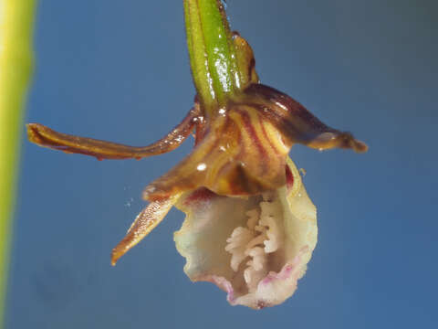 صورة Acrolophia cochlearis (Lindl.) Schltr. & Bolus