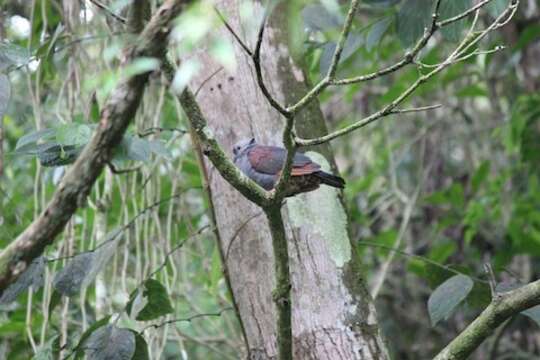 Image of Crested Quail-Dove