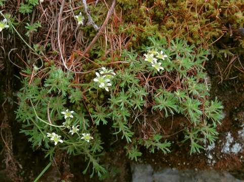 Imagem de Saxifraga exarata subsp. exarata