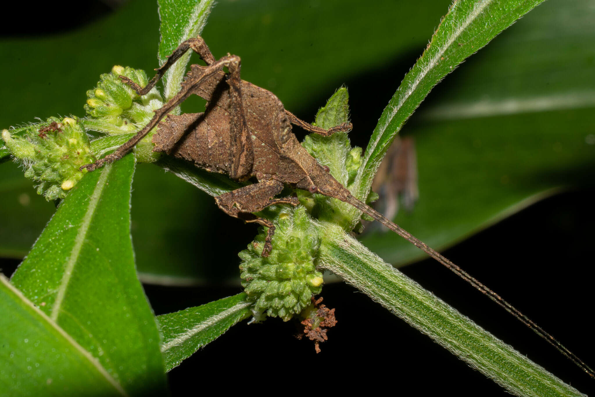 Image of Typophyllum morrisi Braun 2015