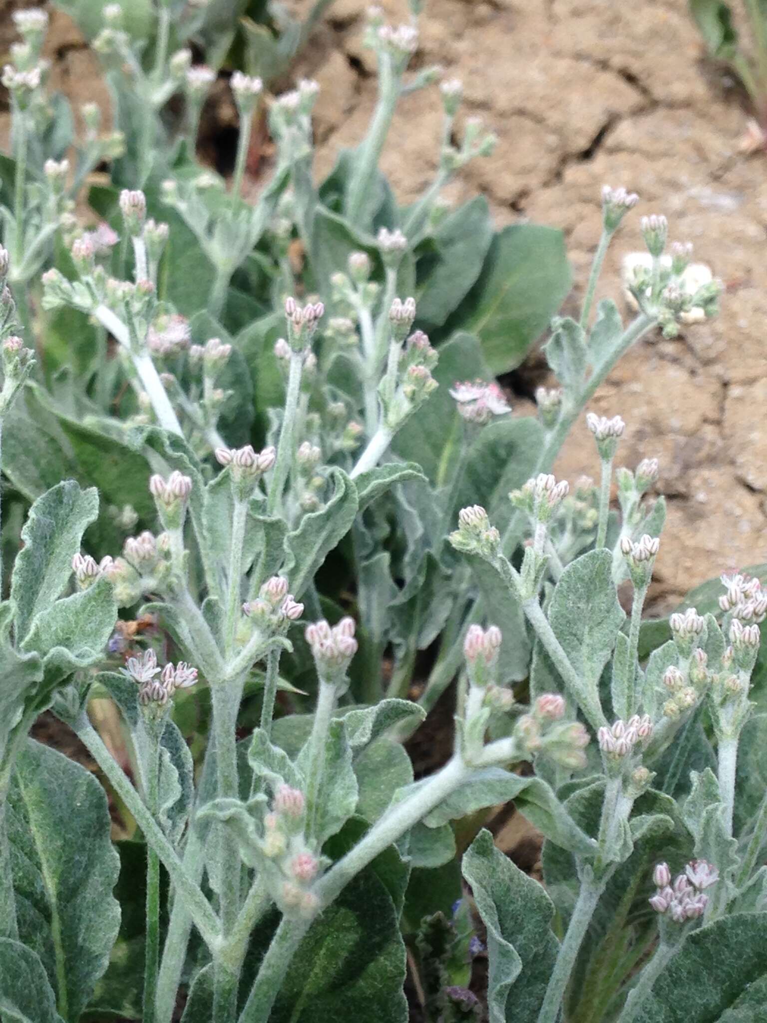 Image de Eriogonum vestitum Howell