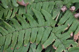 Image de Dryopteris lacera (Thunb.) Ktze.