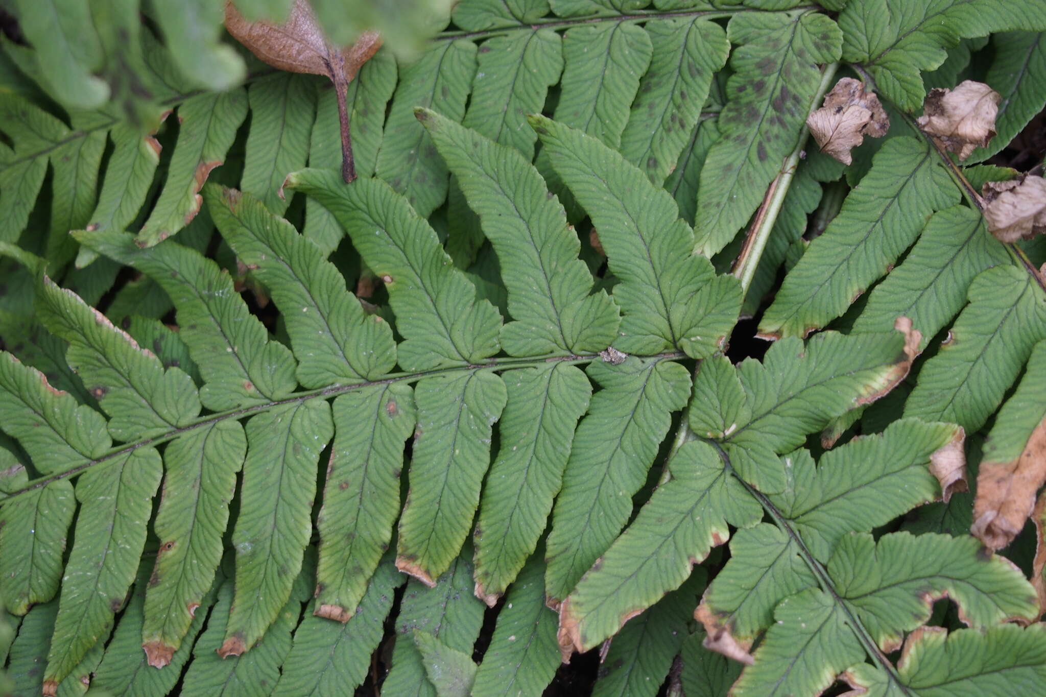 Image de Dryopteris lacera (Thunb.) Ktze.