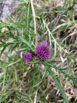 صورة <i>Cirsium tatakaense</i>