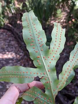 Image of golden polypody