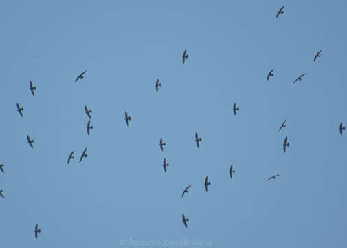 Image of White-naped Swift