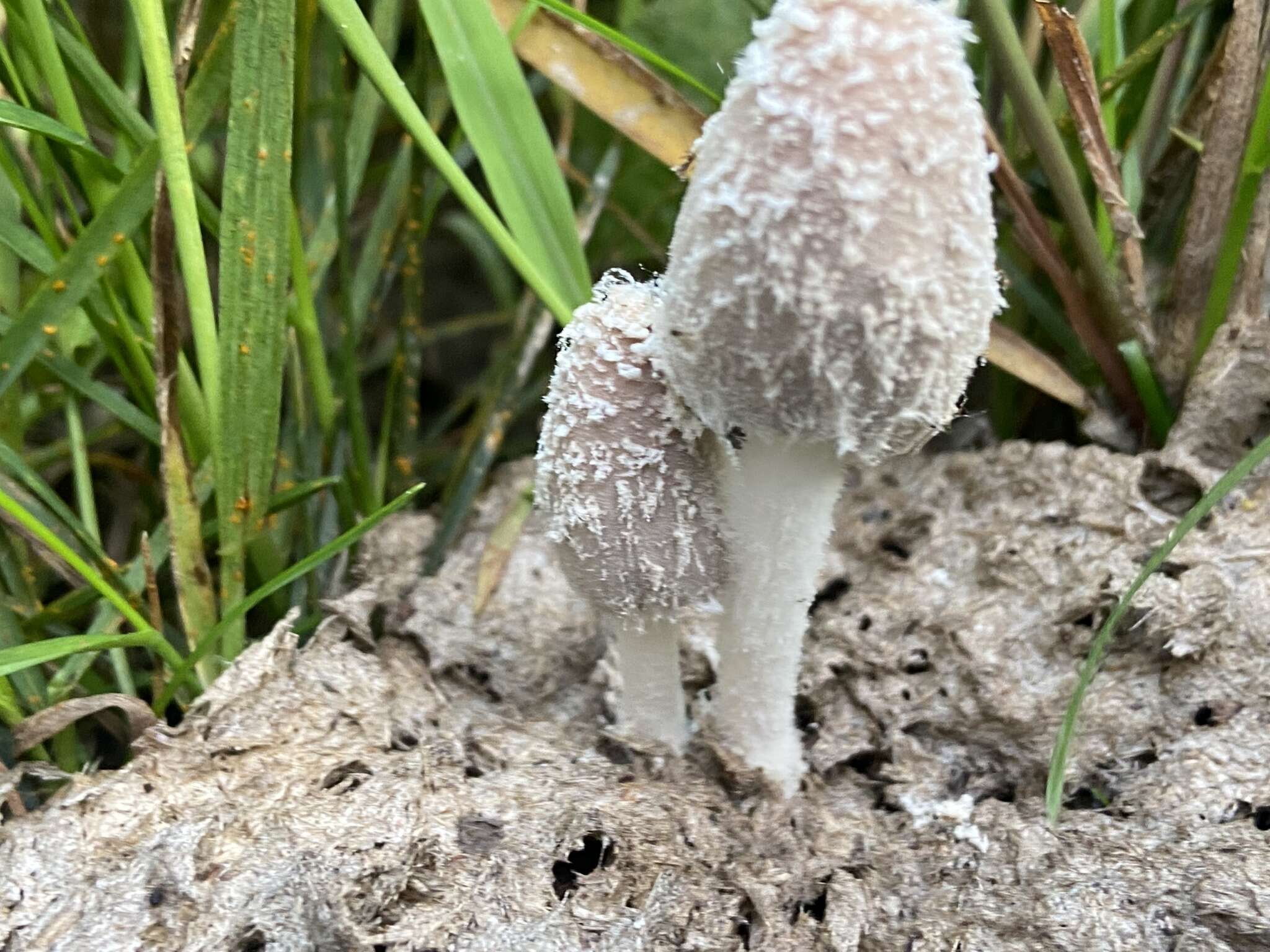 Image of Coprinopsis pseudonivea (Bender & Uljé) Redhead, Vilgalys & Moncalvo 2001