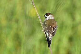 Image of Plum-headed Finch