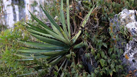 Image of Agave funkiana K. Koch & C. D. Bouché