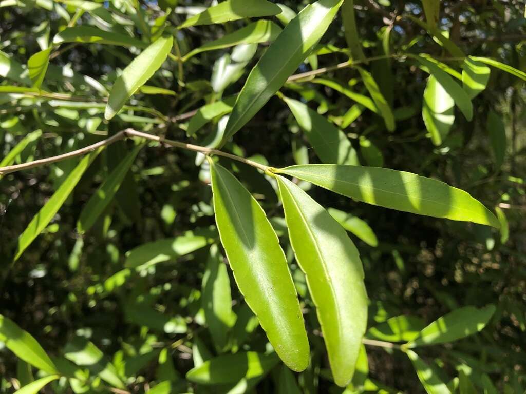 Image of Elaeodendron australe var. angustifolium Benth.