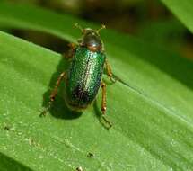 Imagem de Dichelonyx canadensis (Horn 1876)