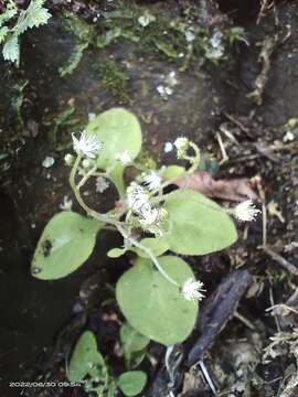 Image of Sedum drymarioides Hance