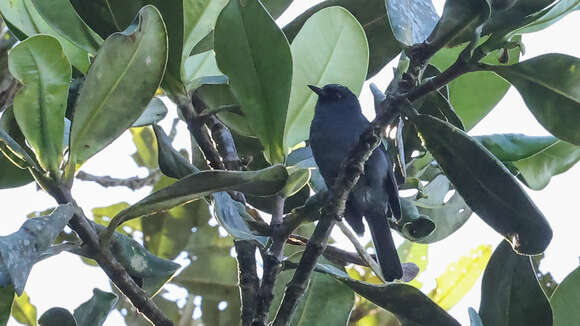 Image of Bluish Flower-piercer