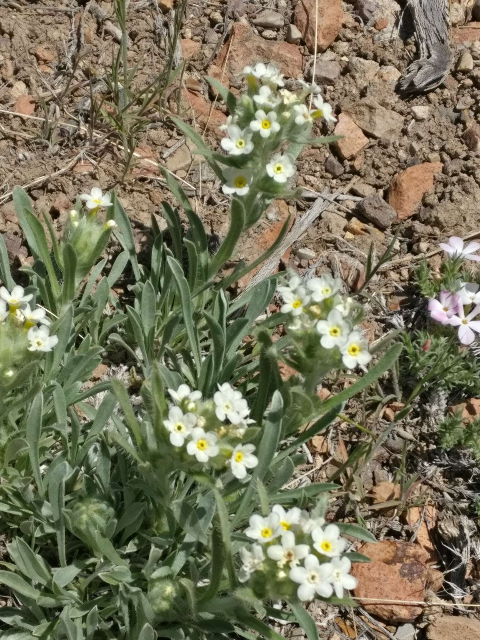 Plancia ëd Oreocarya flavoculata A. Nels.