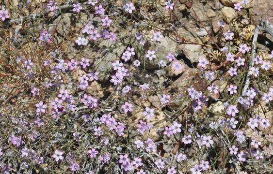 Image of volcanic gilia