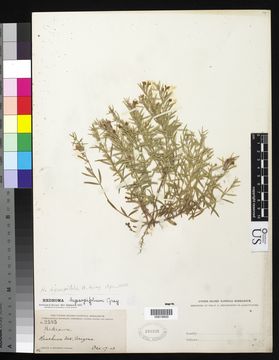 Image of aromatic false pennyroyal