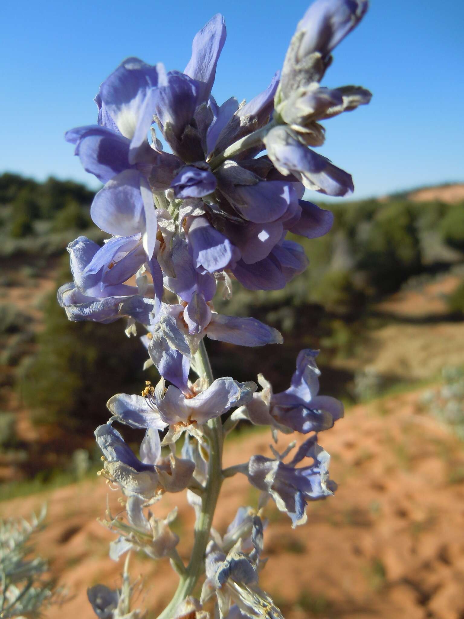 Слика од Sophora stenophylla A. Gray