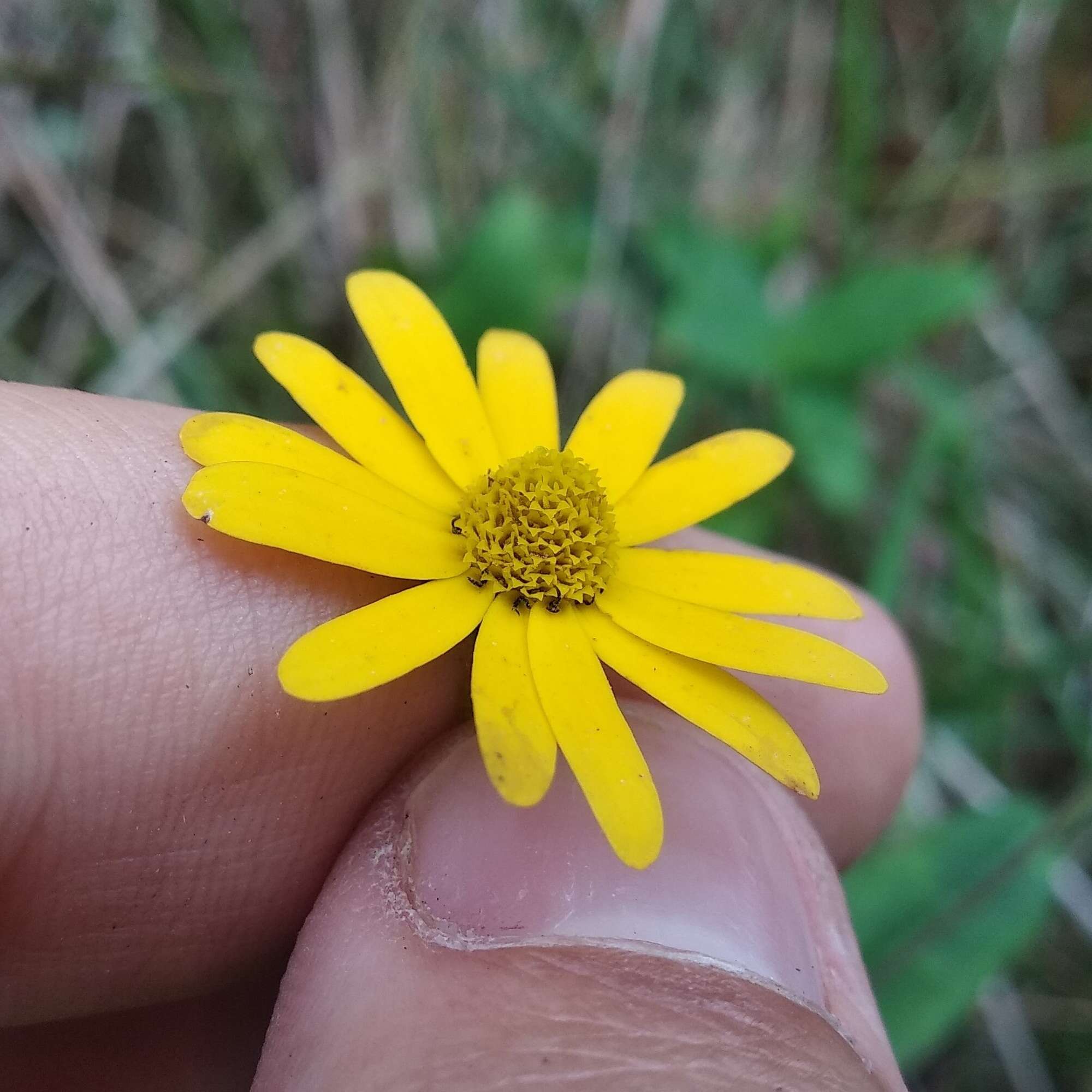 Image of Melampodium montanum Benth.