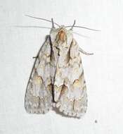 Image of Ochre Dagger Moth