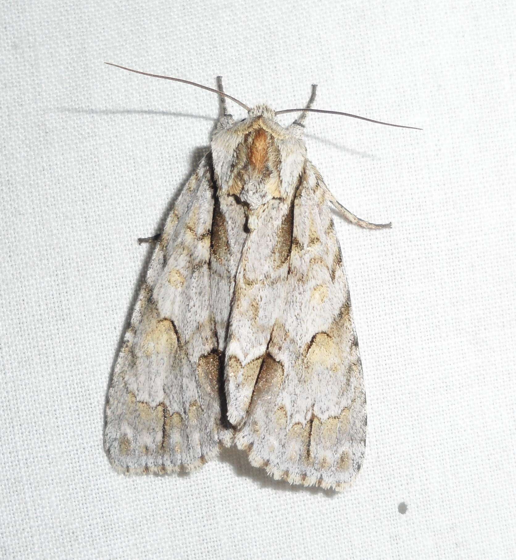 Image of Ochre Dagger Moth