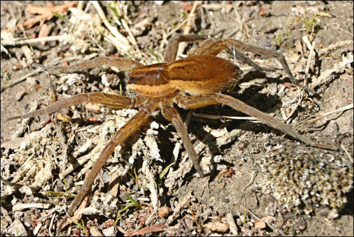 صورة Dolomedes instabilis L. Koch 1876