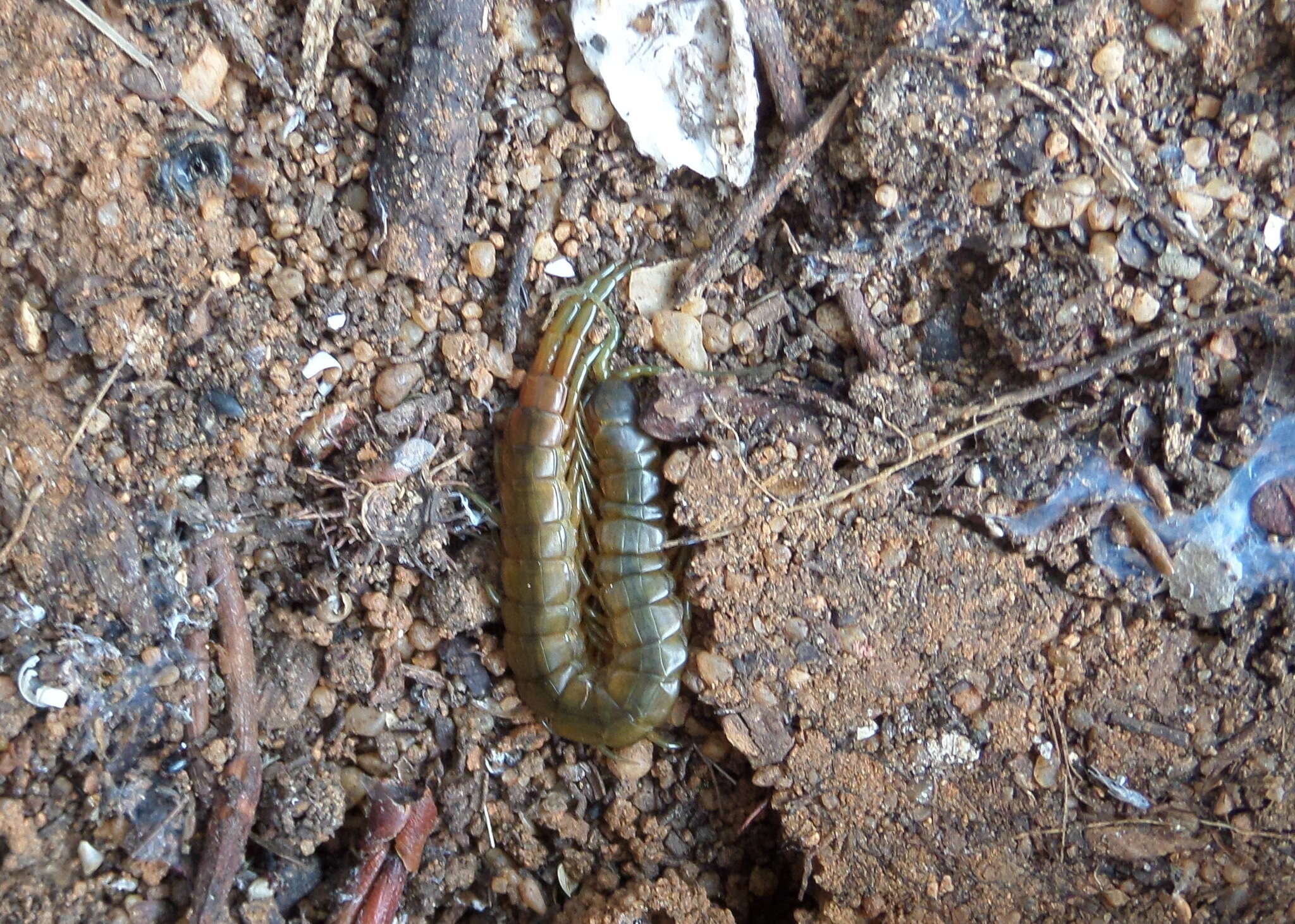 Image of Scolopendra oraniensis Lucas 1846