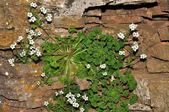 Plancia ëd Saxifraga latepetiolata Willk.