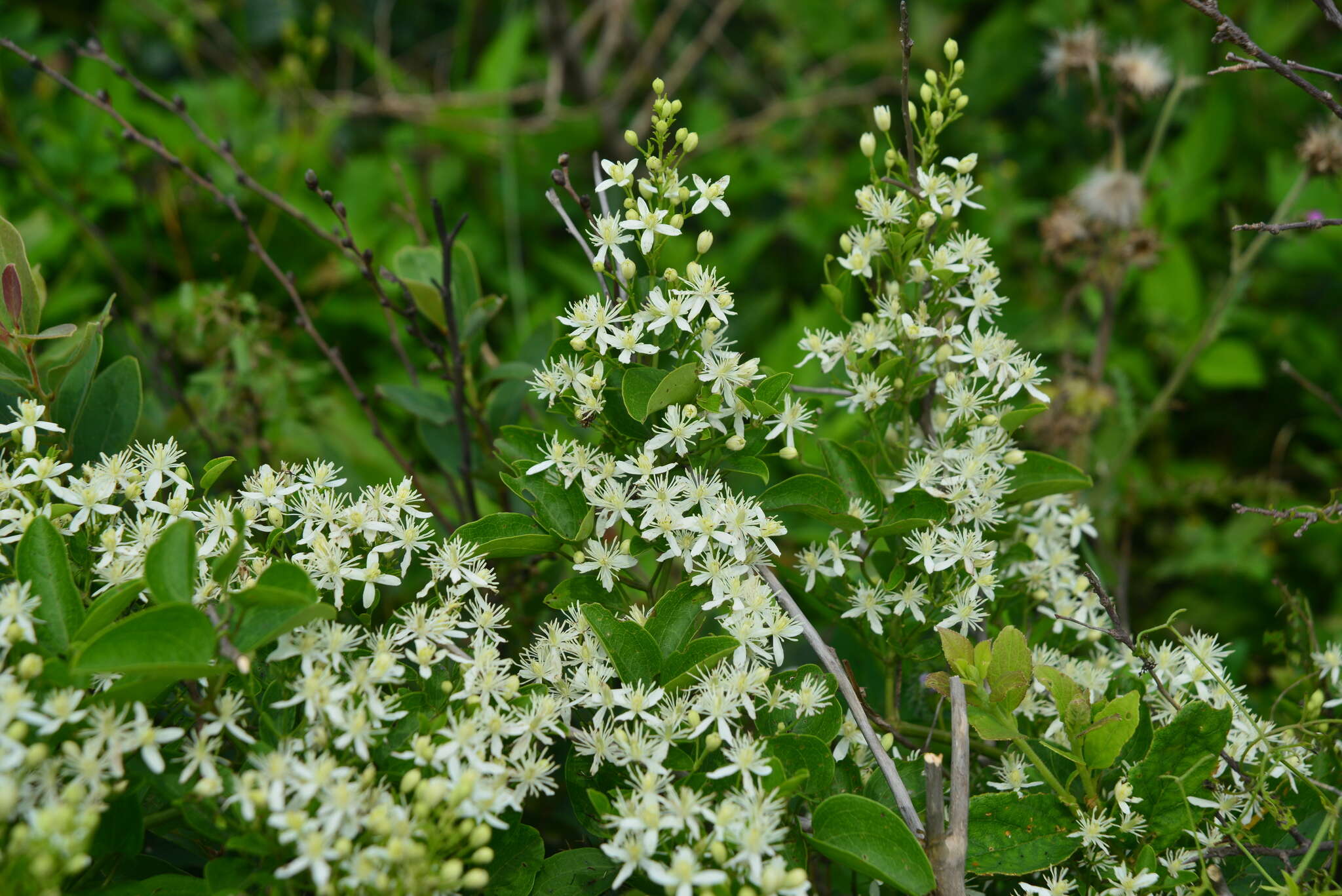 Sivun Clematis chinensis var. tatushanensis T. Y. A. Yang kuva