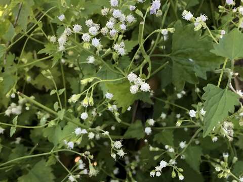 Image of pink thoroughwort