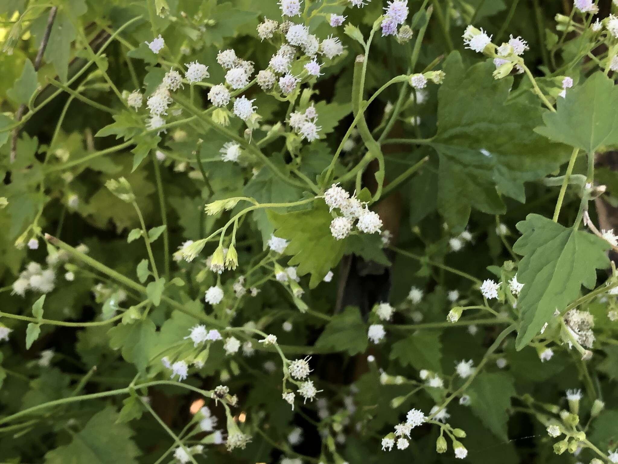 Plancia ëd Fleischmannia incarnata (Walt.) R. King & H. Rob.