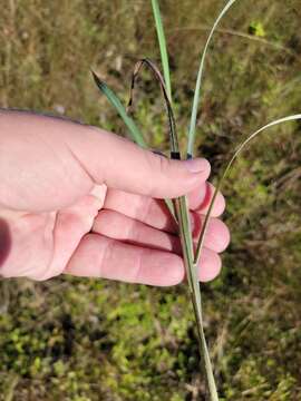 Plancia ëd Andropogon longiberbis Hack.