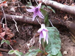 Image of Erythronium japonicum Decne.