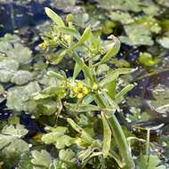 Слика од Ranunculus sceleratus var. multifidus Nutt. ex Torr. & A. Gray