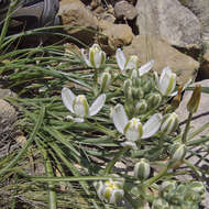 Image of Albuca fastigiata Dryand.