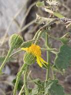 Image of Parry's rockdaisy