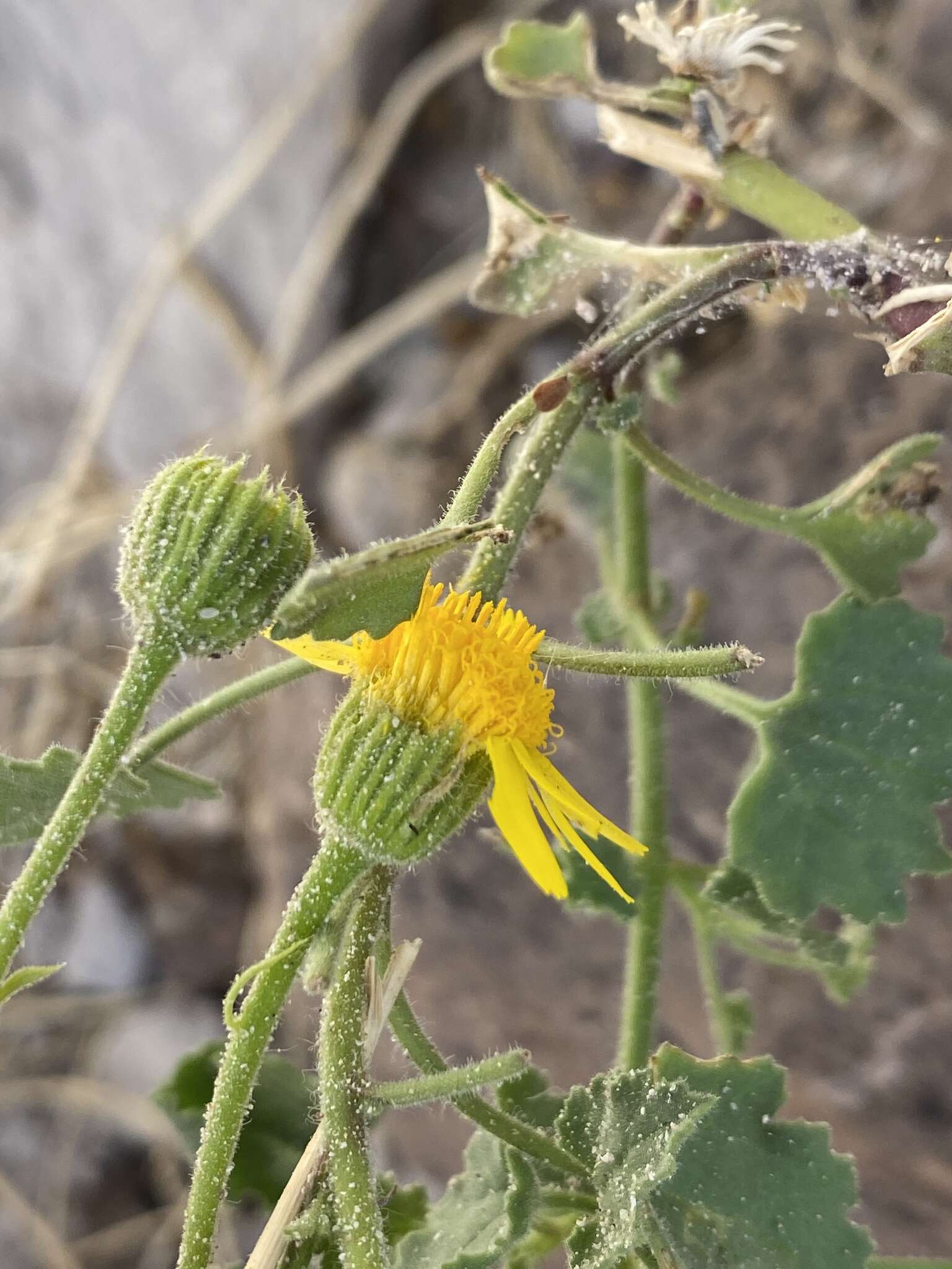 Image of Parry's rockdaisy