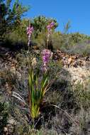 Image of Watsonia borbonica subsp. borbonica