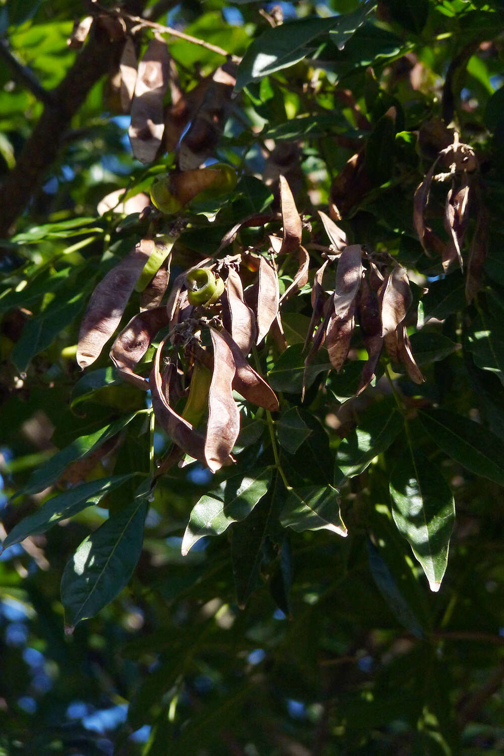 Image of Lonchocarpus nitidus (Vogel) Benth.