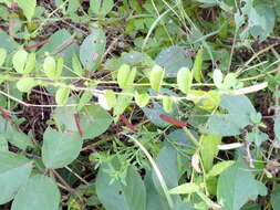 Image of roundleaf sensitive pea