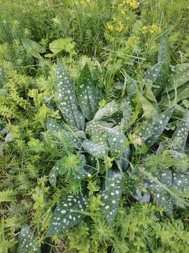 Plancia ëd Pulmonaria stiriaca A. Kerner