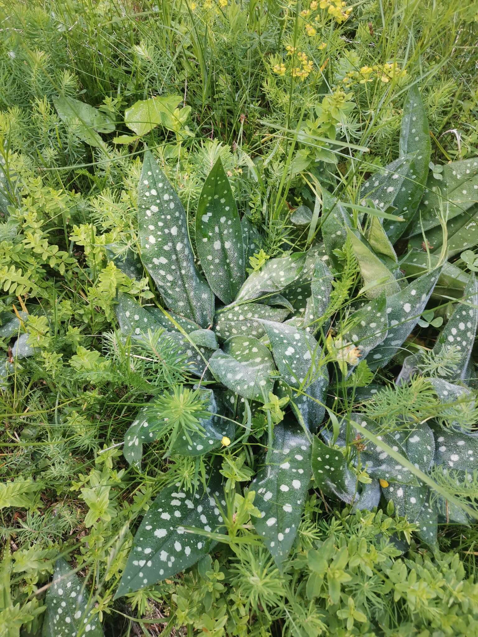 Sivun Pulmonaria stiriaca A. Kerner kuva