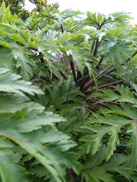 Image of Madiera cranesbill